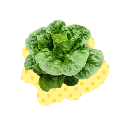 Lettuce_Dragoon