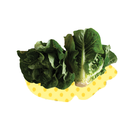 Lettuce_Monte_Carlo