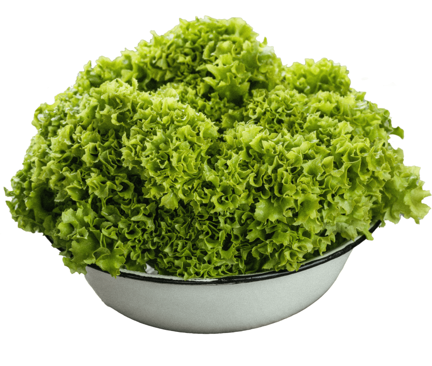 moonshot_green_fresh_lettuce_Grain